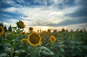 La memoria de los girasoles | Reseña El verano en que mi madre tuvo los ojos verdes