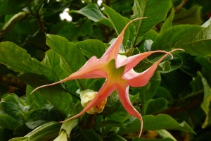Multiplícame cuando sea necesario | Reseña de La fruta del borrachero