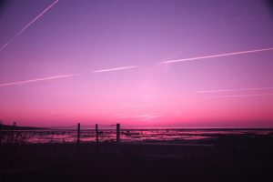 Latas de atún en el fin del mundo | Reseña de Mugre rosa de Fernanda Trías