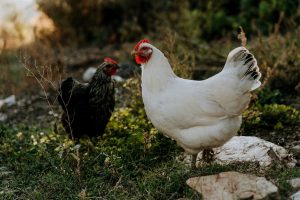 Gallinas de Jackie Polzen