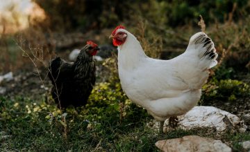 Gallinas de Jackie Polzen