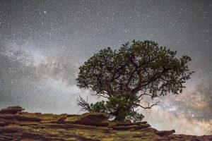 El enebro de Bárbara Comyns