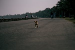 Reseña de Canina de Rachel Yoder