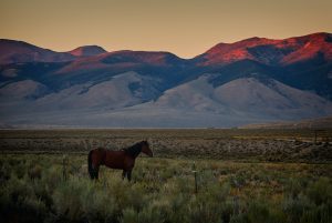 Reseña de Idaho de Emily Ruskovich
