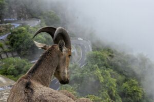 Reseña El ataque de las cabras de Laura Chivite