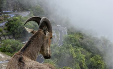 Reseña El ataque de las cabras de Laura Chivite