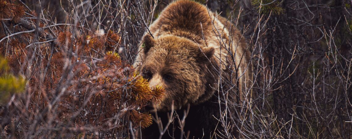 Reseña de Oso de Julia Phillips
