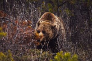 Reseña de Oso de Julia Phillips