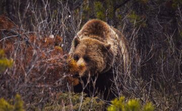 Reseña de Oso de Julia Phillips